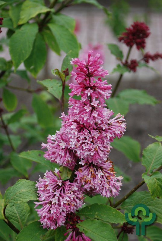 Syringa 'Miss Canada'