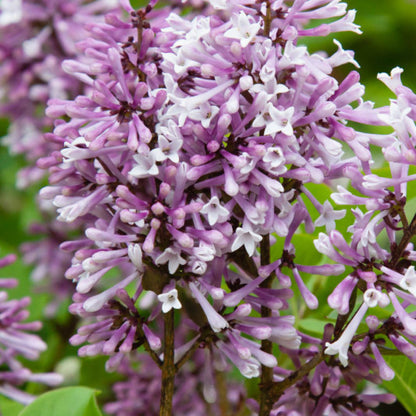 Syringa patula 'Miss Kim'