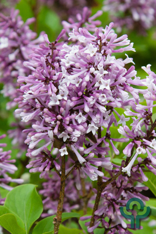 Syringa patula 'Miss Kim'