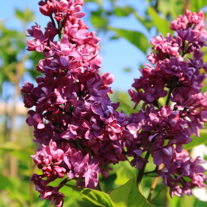 Syringa vulgaris 'Charles Joly'