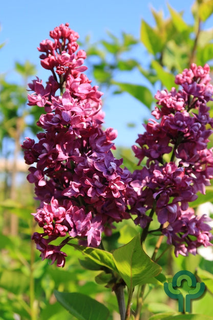 Syringa vulgaris 'Charles Joly'