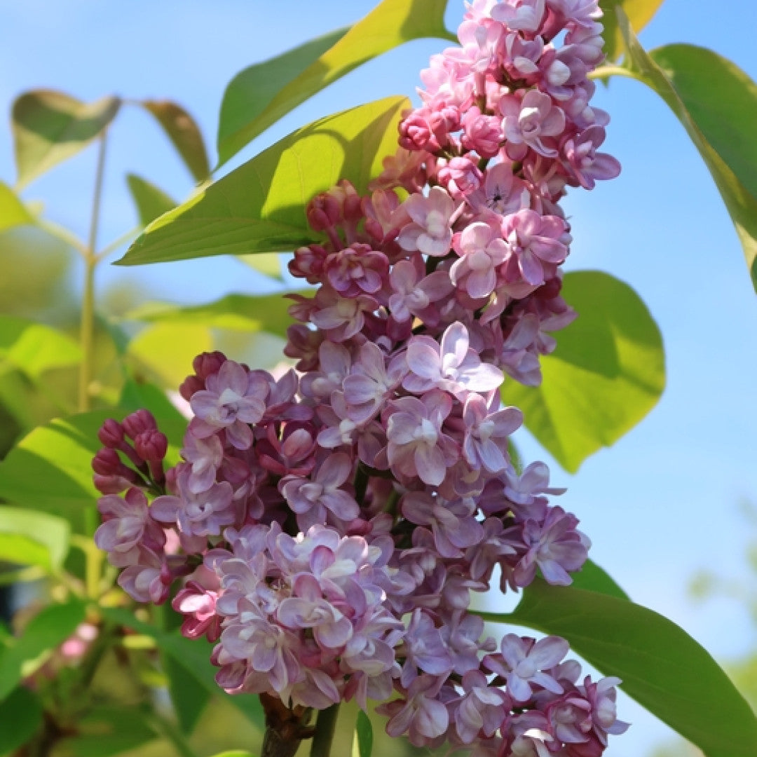 Syringa vulgaris 'Katherine Havemeyer'
