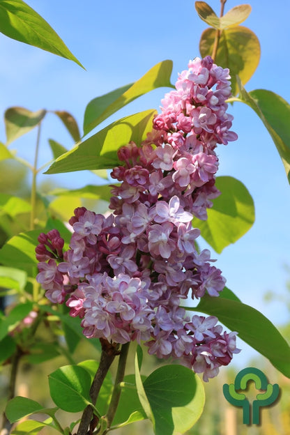 Syringa vulgaris 'Katherine Havemeyer'