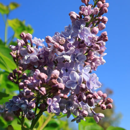 Syringa vulgaris 'Michel Buchner'