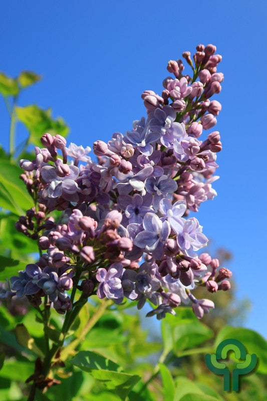 Syringa vulgaris 'Michel Buchner'