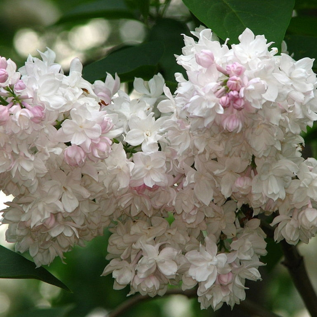 Syringa vulgaris 'Beauty of Moscow'