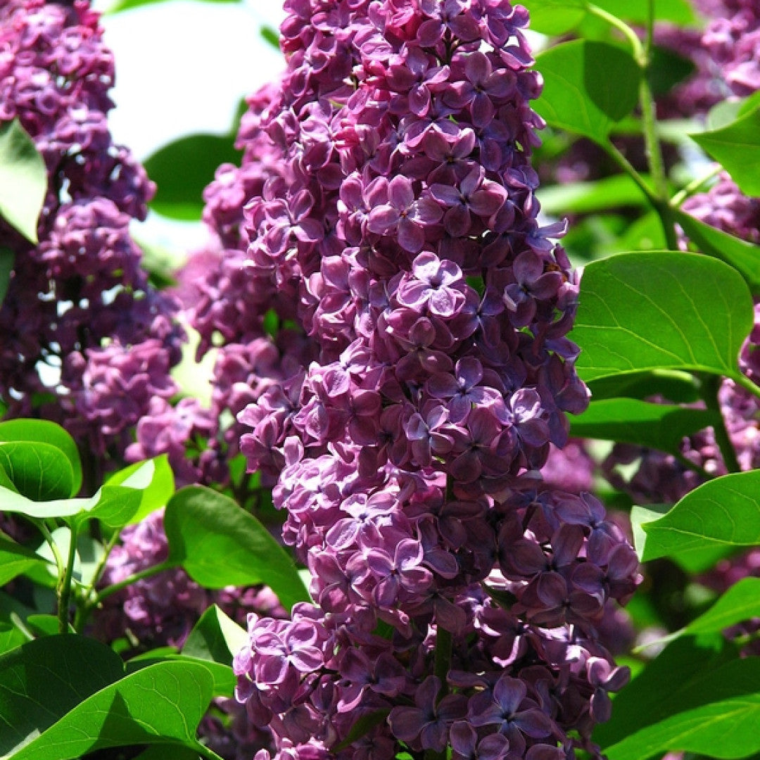 Syringa vulgaris 'Andenken an Ludwig Späth'