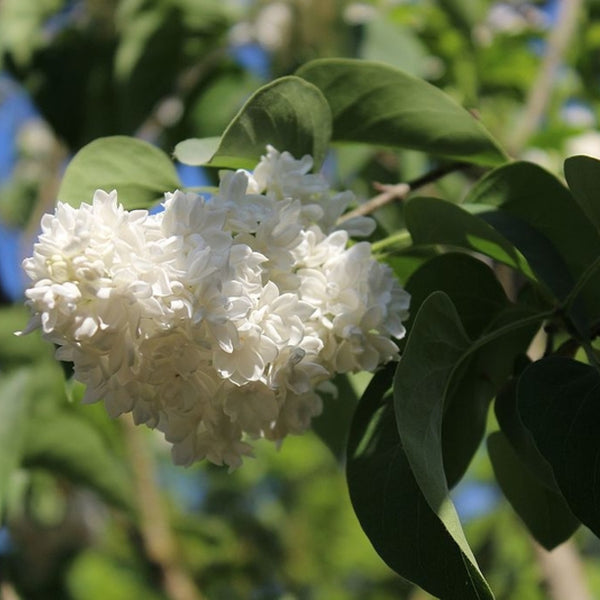 Syringa vulgaris 'Mme Lemoine'