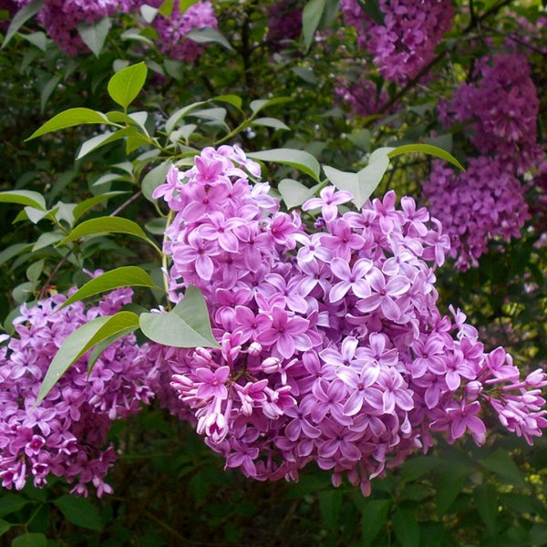 Syringa chinensis 'Saugeana'