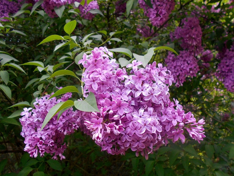 Syringa chinensis 'Saugeana'