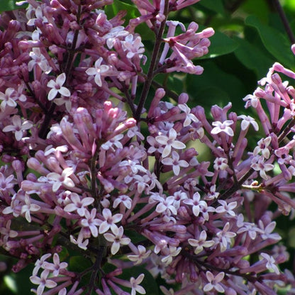 Syringa meyeri 'Palibin'