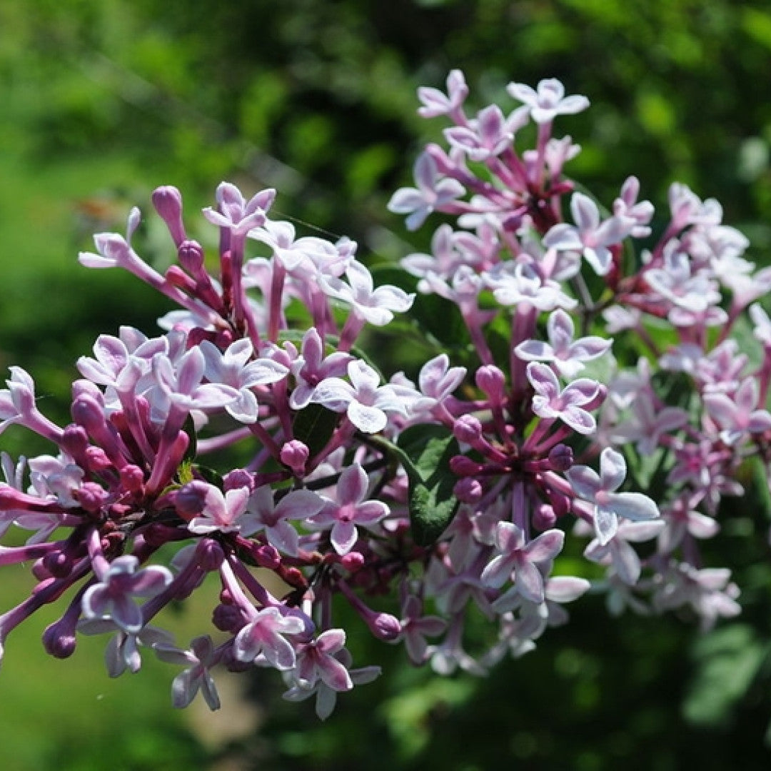 Syringa microphylla 'Superba'