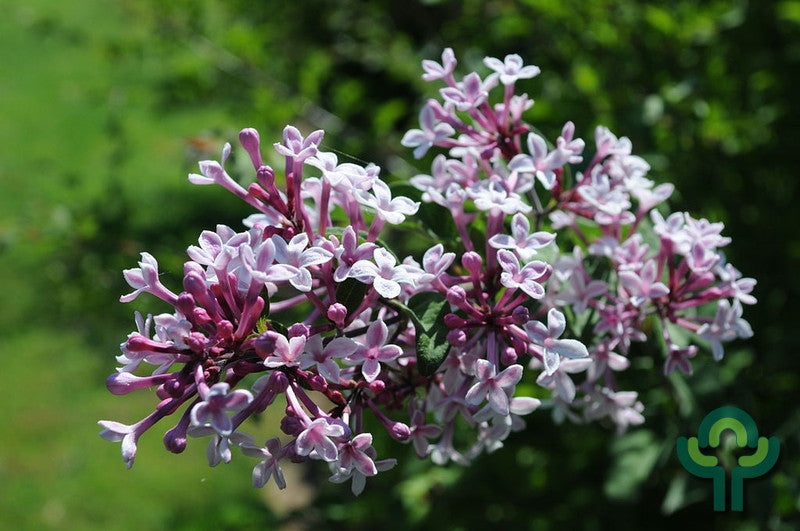 Sering (Syringa microphylla) 'Superba'