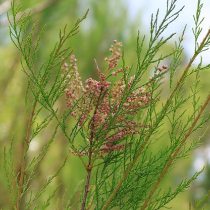Tamarix ramosissima 'Pink Cascade'