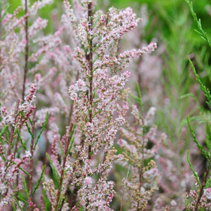 Tamarix tetrandra