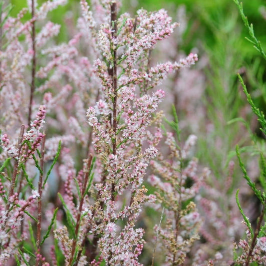 Tamarix tetrandra