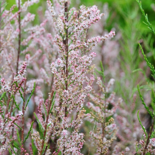 Tamarix tetrandra