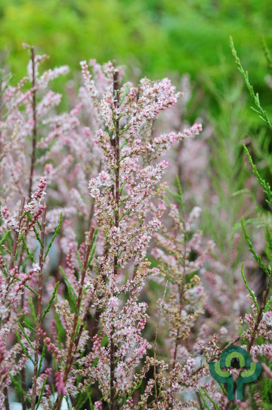 Tamarix tetrandra
