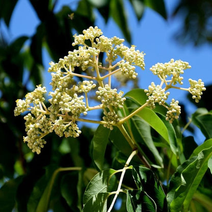 Tetradium daniellii