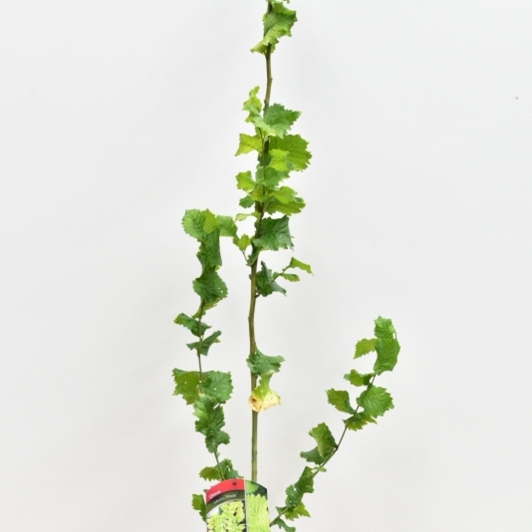 Ulmus hollandica 'Wredei'