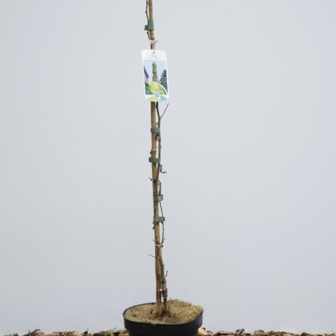 Ulmus hollandica 'Wredei'