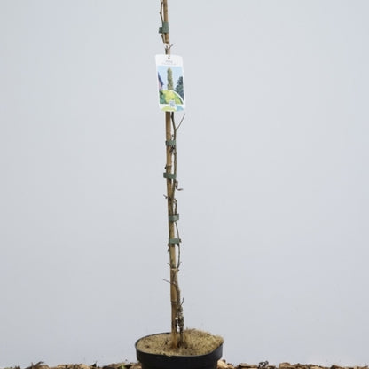 Ulmus hollandica 'Wredei'
