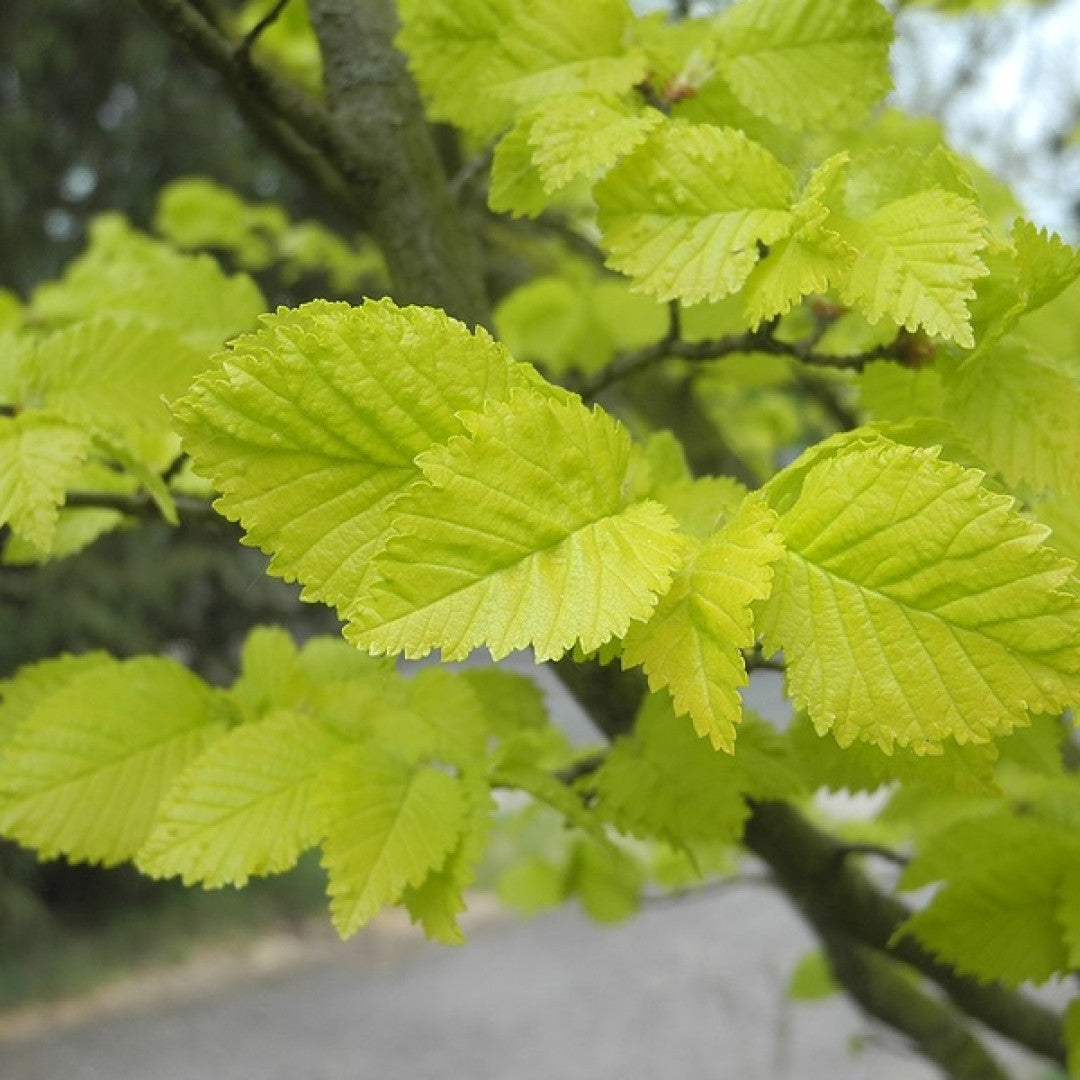 Ulmus hollandica 'Wredei'