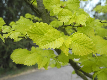 Ulmus hollandica 'Wredei'