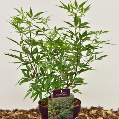 Vitex agnus-castus 'Delta Blues'®