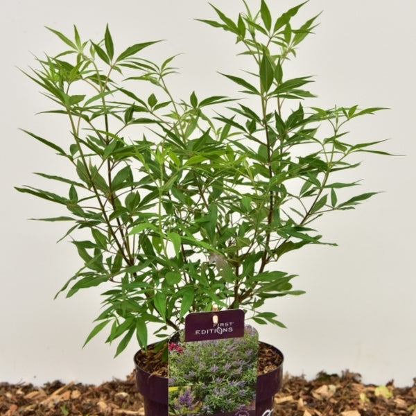 Vitex agnus-castus 'Delta Blues'®