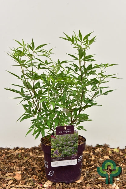 Vitex agnus-castus 'Delta Blues'®