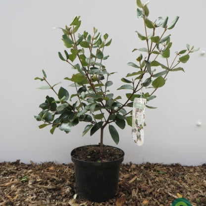 Viburnum burkwoodii 'Ann Russell'