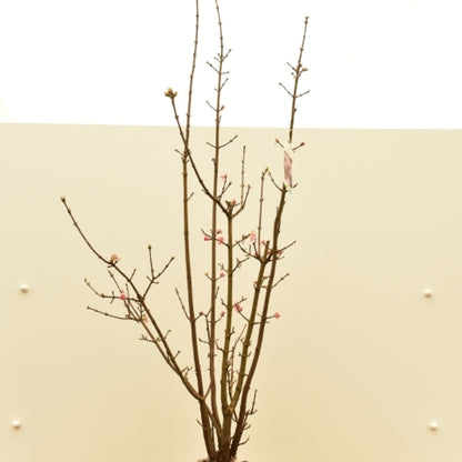 Viburnum bodnantense 'Charles Lamont'