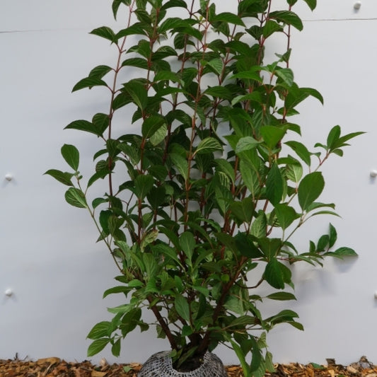 Viburnum bodnantense 'Charles Lamont'