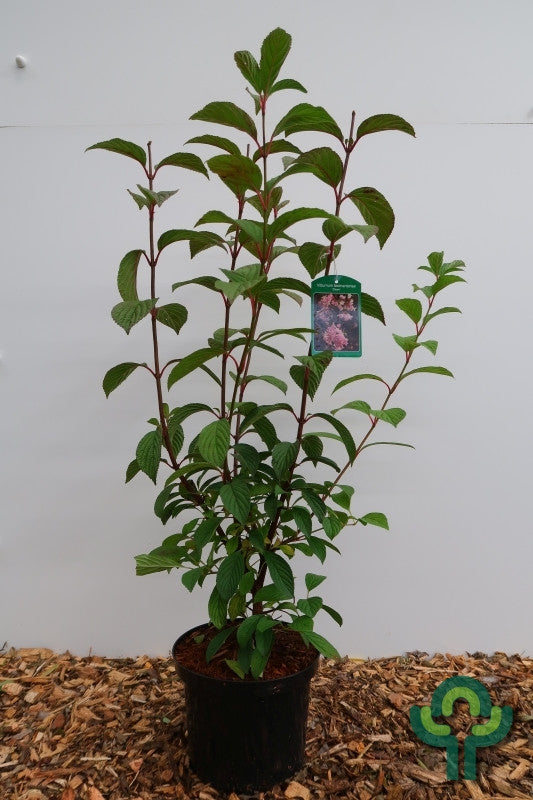 Viburnum bodnantense 'Dawn'