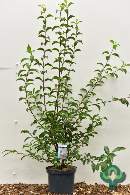 Viburnum bodnantense 'Dawn'