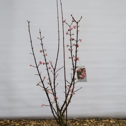 Viburnum bodnantense 'Dawn'