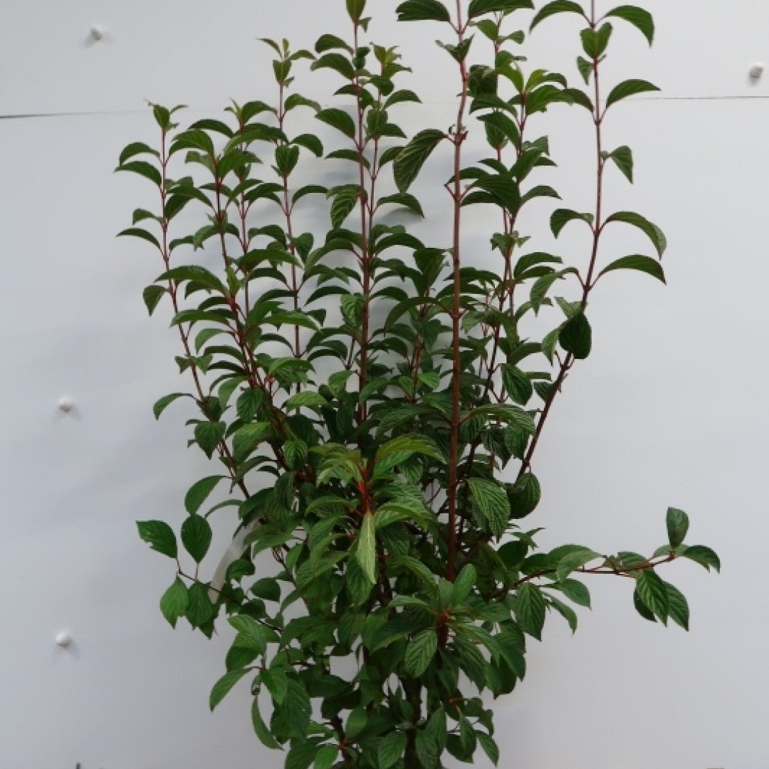 Viburnum bodnantense 'Dawn'