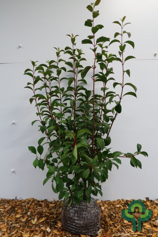 Viburnum bodnantense 'Dawn'
