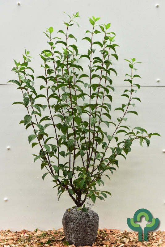 Viburnum bodnantense 'Dawn'