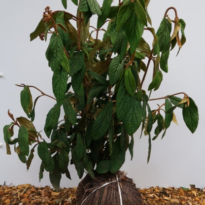 Viburnum rhytidophyllum