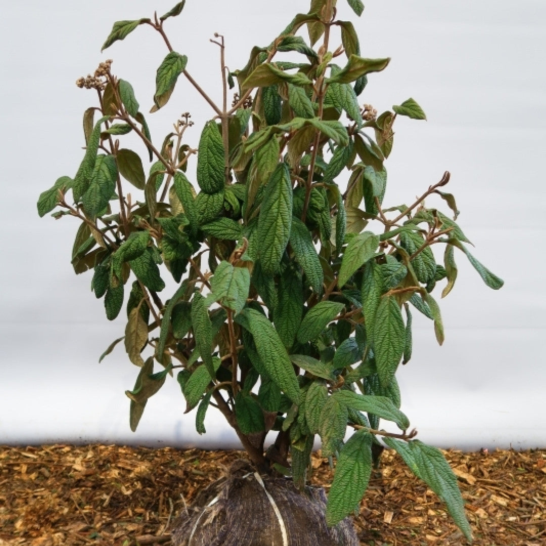 Viburnum rhytidophyllum