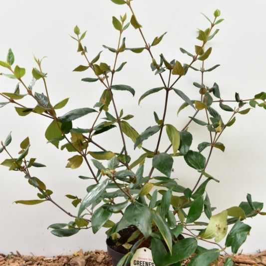 Viburnum burkwoodii