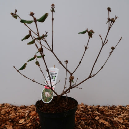 Viburnum burkwoodii