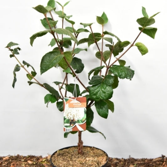 Viburnum carlcephalum