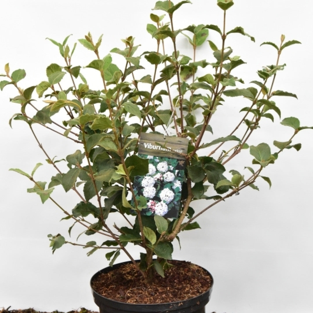 Viburnum carlesii