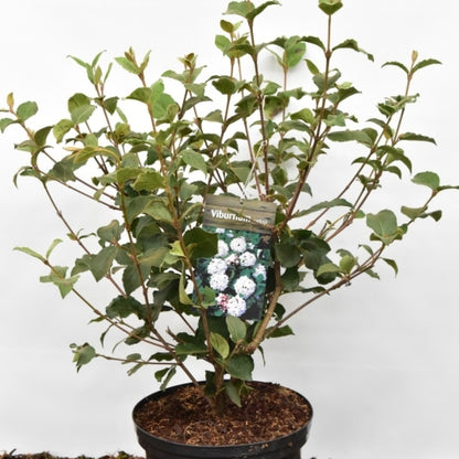 Viburnum carlesii