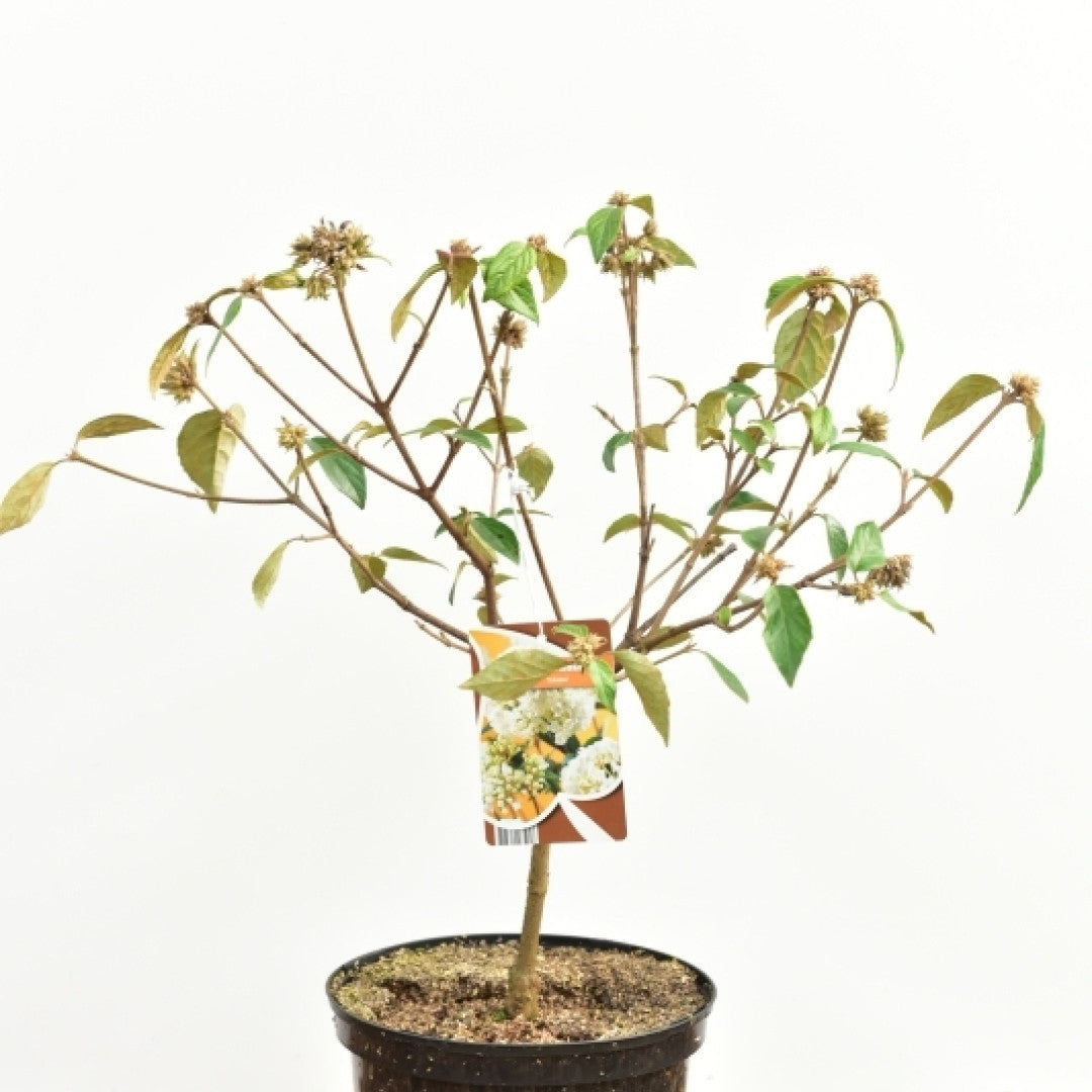 Viburnum 'Eskimo'