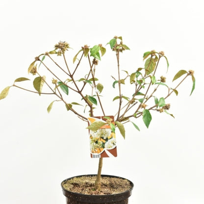 Viburnum 'Eskimo'