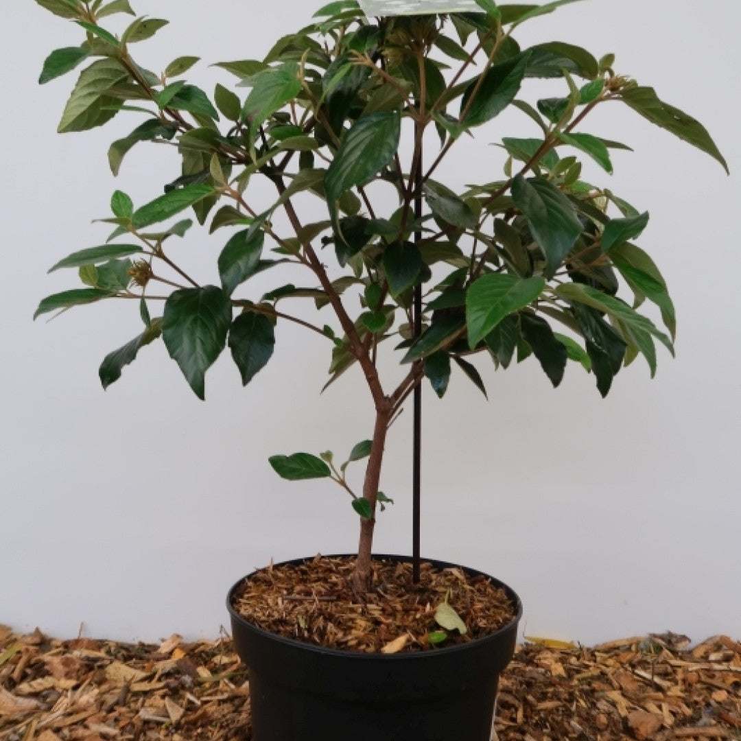 Viburnum 'Eskimo'